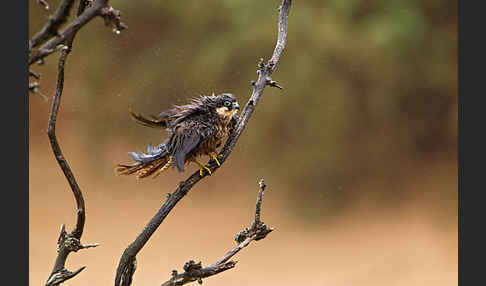 Eleonorenfalke (Falco eleonorae)