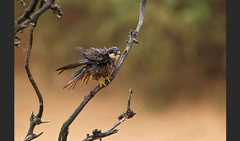 Eleonorenfalke (Falco eleonorae)