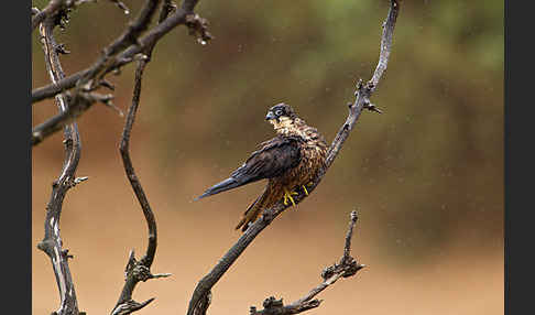 Eleonorenfalke (Falco eleonorae)