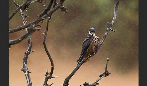 Eleonorenfalke (Falco eleonorae)