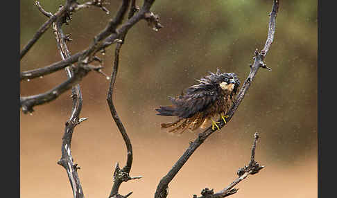 Eleonorenfalke (Falco eleonorae)