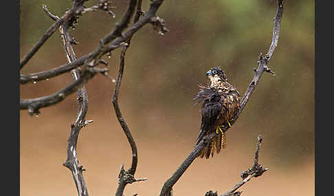 Eleonorenfalke (Falco eleonorae)