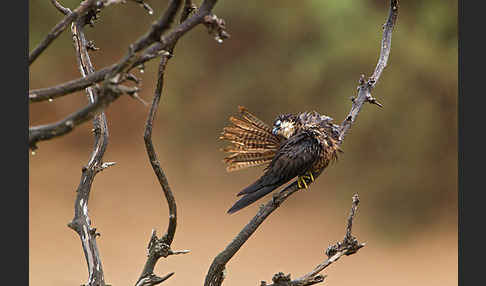 Eleonorenfalke (Falco eleonorae)