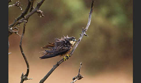 Eleonorenfalke (Falco eleonorae)