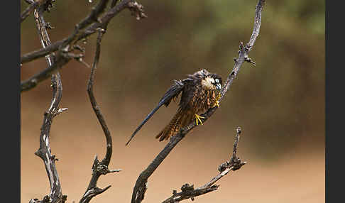 Eleonorenfalke (Falco eleonorae)