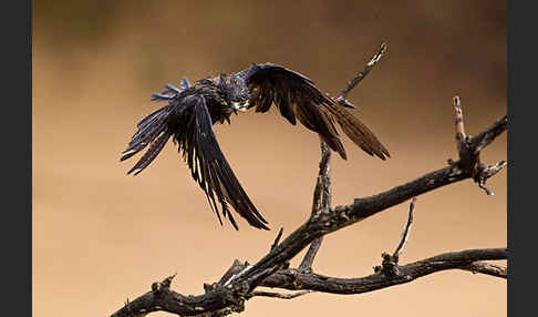 Eleonorenfalke (Falco eleonorae)