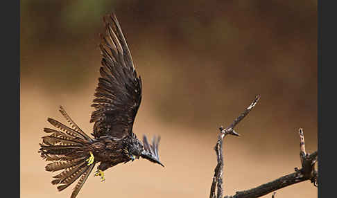 Eleonorenfalke (Falco eleonorae)