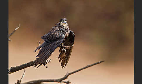 Eleonorenfalke (Falco eleonorae)