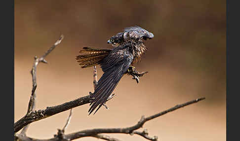 Eleonorenfalke (Falco eleonorae)