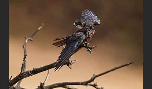 Eleonorenfalke (Falco eleonorae)