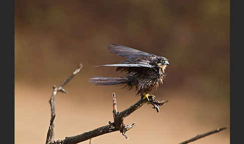 Eleonorenfalke (Falco eleonorae)