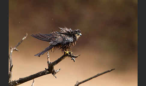 Eleonorenfalke (Falco eleonorae)