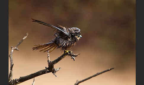 Eleonorenfalke (Falco eleonorae)