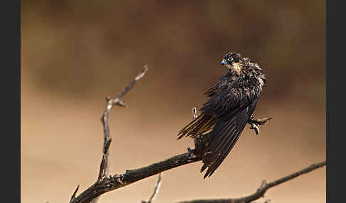 Eleonorenfalke (Falco eleonorae)