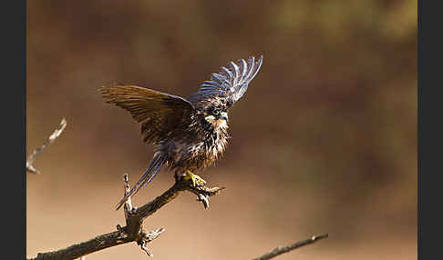 Eleonorenfalke (Falco eleonorae)