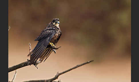 Eleonorenfalke (Falco eleonorae)