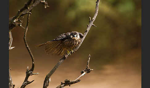 Eleonorenfalke (Falco eleonorae)