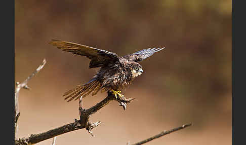 Eleonorenfalke (Falco eleonorae)