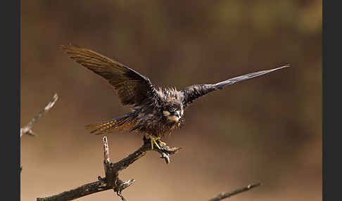 Eleonorenfalke (Falco eleonorae)