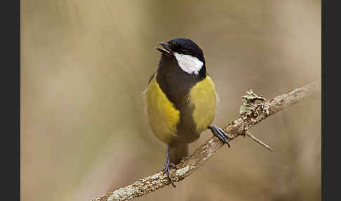 Kohlmeise (Parus major)