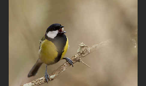 Kohlmeise (Parus major)