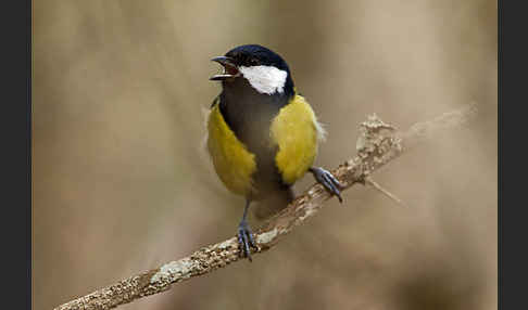 Kohlmeise (Parus major)