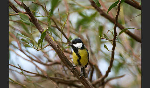 Kohlmeise (Parus major)