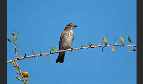 Grauschnäpper (Muscicapa striata)