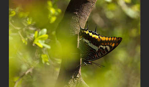 Erdbeerbaumfalter (Charaxes jasius)