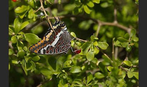 Erdbeerbaumfalter (Charaxes jasius)