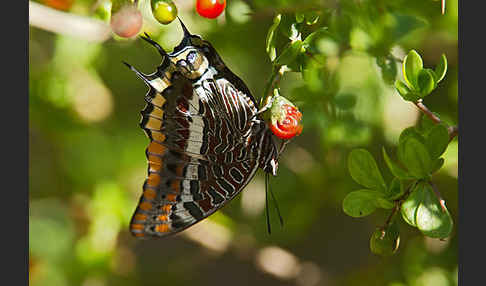 Erdbeerbaumfalter (Charaxes jasius)