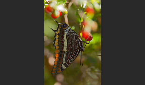 Erdbeerbaumfalter (Charaxes jasius)