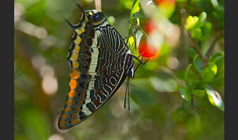 Erdbeerbaumfalter (Charaxes jasius)