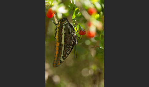 Erdbeerbaumfalter (Charaxes jasius)