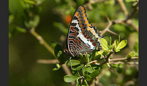 Erdbeerbaumfalter (Charaxes jasius)