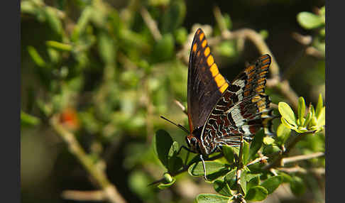 Erdbeerbaumfalter (Charaxes jasius)