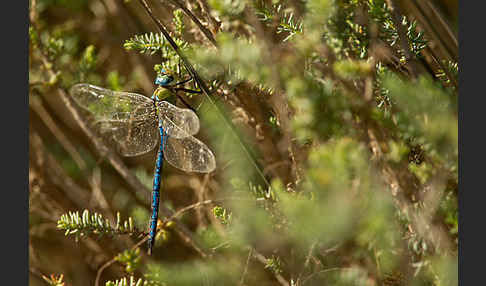 Große Königslibelle (Anax imperator)