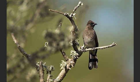 Graubülbül (Pycnonotus barbatus spurius)