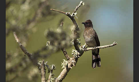 Graubülbül (Pycnonotus barbatus spurius)