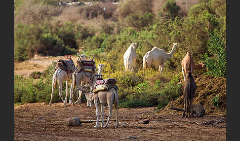 Dromedar (Camelus dromedarius)