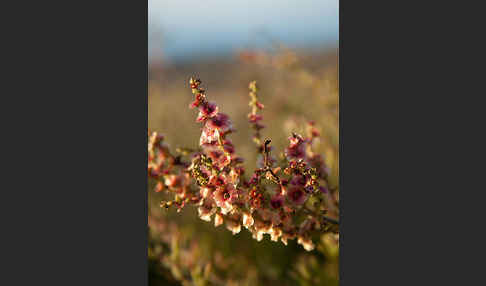 Gegliederter Saxaul (Haloxylon articulatum)