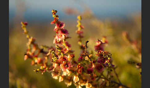 Gegliederter Saxaul (Haloxylon articulatum)