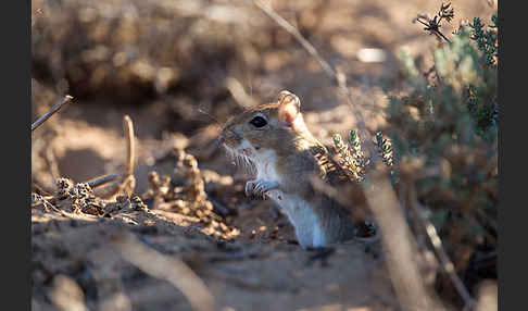 Große Marokkanische Rennmaus (Merionis grandis)