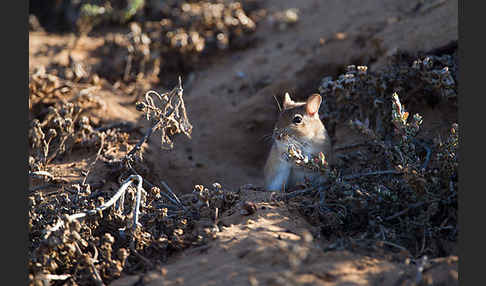 Große Marokkanische Rennmaus (Merionis grandis)