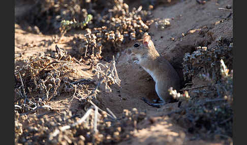 Große Marokkanische Rennmaus (Merionis grandis)