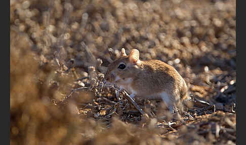 Große Marokkanische Rennmaus (Merionis grandis)