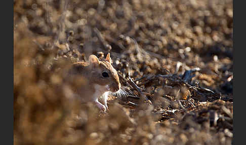 Große Marokkanische Rennmaus (Merionis grandis)