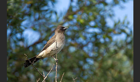 Graubülbül (Pycnonotus barbatus spurius)