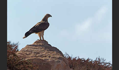 Habichtsadler (Aquila fasciata)