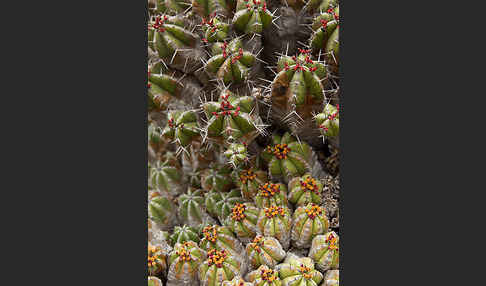 Vierkantige Euphorbie (Euphorbia echinus)